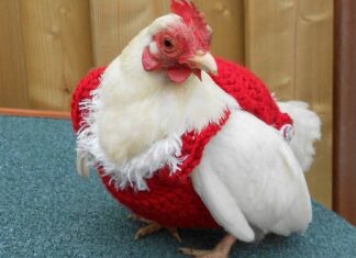 Time To Dress Your Chicken With These Cute Crochet Sweaters Before Christmas