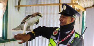 Baguio Security Guard Successfully Rescues A Near-Threatened Eagle Specie